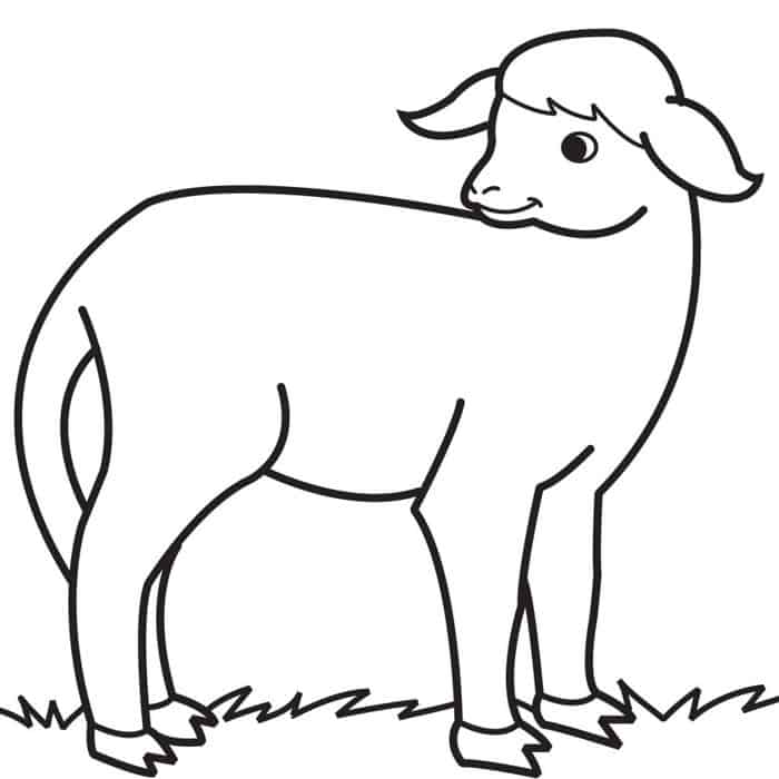 Sheep Coloring Pages Free