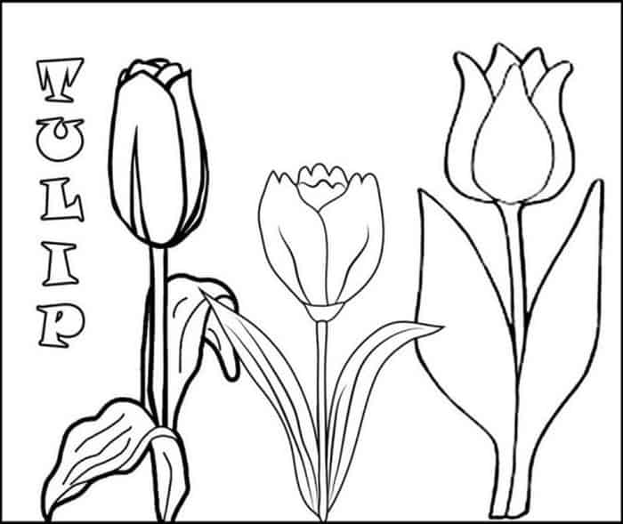 Spring Coloring Pages Tulip
