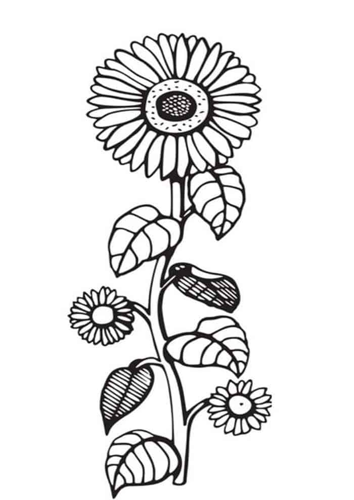 Sunflower Art Coloring Pages