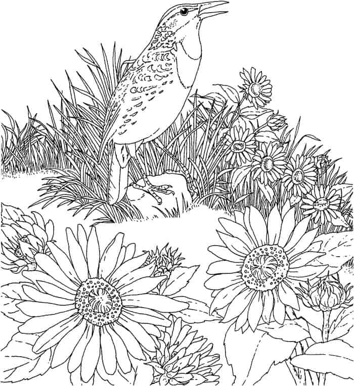 Sunflower Coloring Pages For Adults
