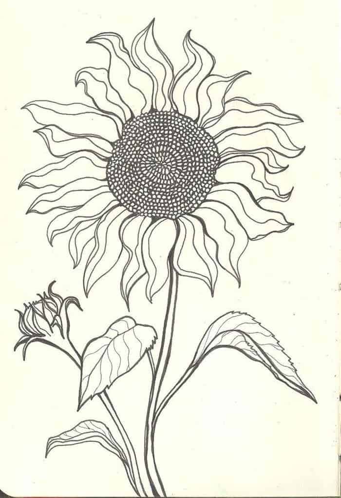 Sunflower Coloring Pages Pdf