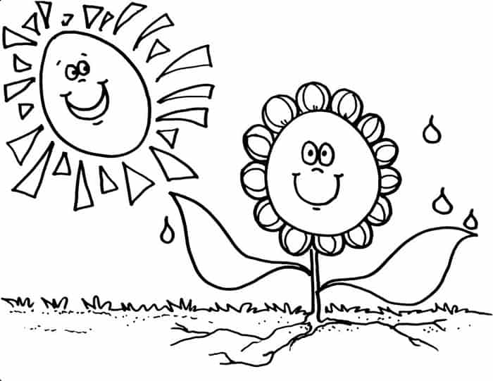 Sunflower Life Cycle Coloring Pages