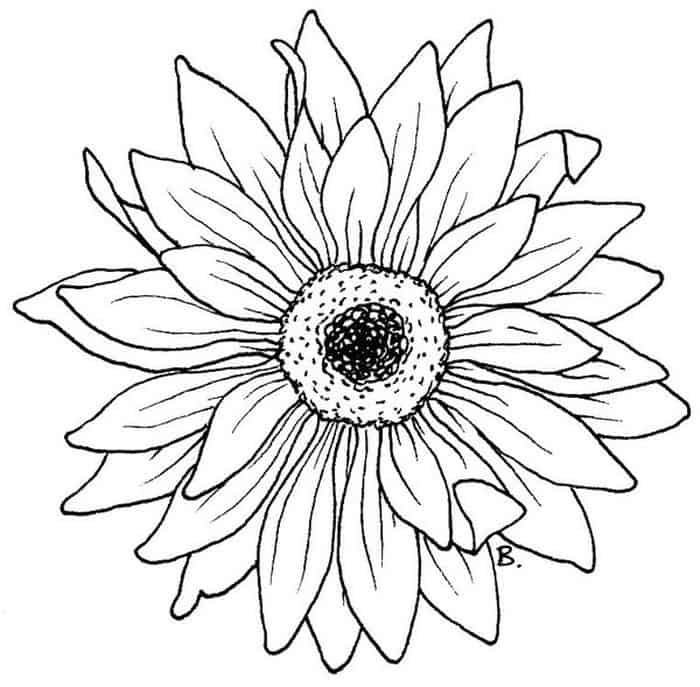 Sunflower Pedals Coloring Pages