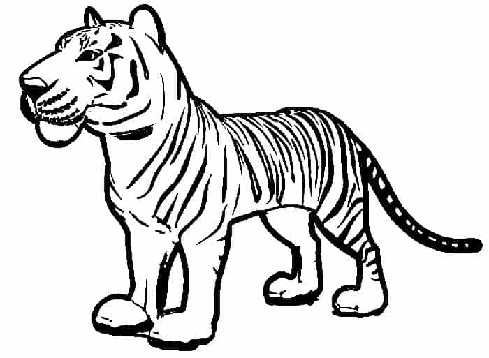 Tiger Lily Coloring Pages