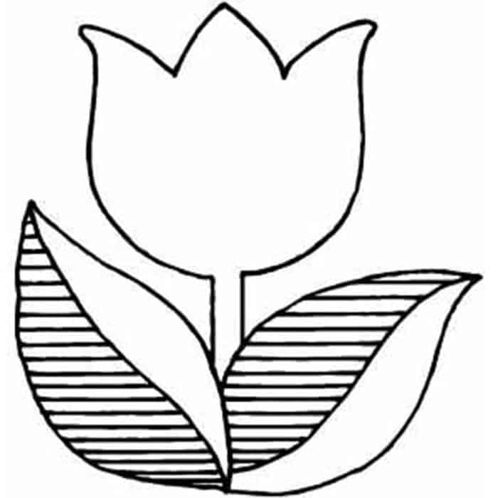 Tulip Bulb Coloring Pages