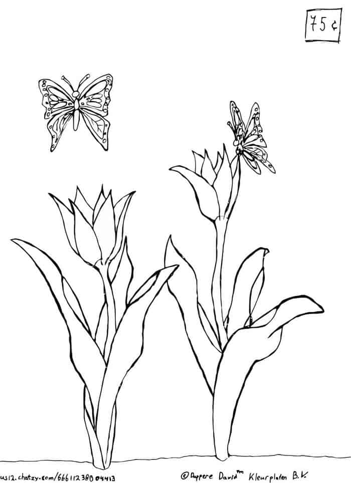 Tulip Butterfly Coloring Pages