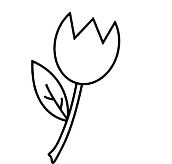 Tulip Coloring Pages No Stem
