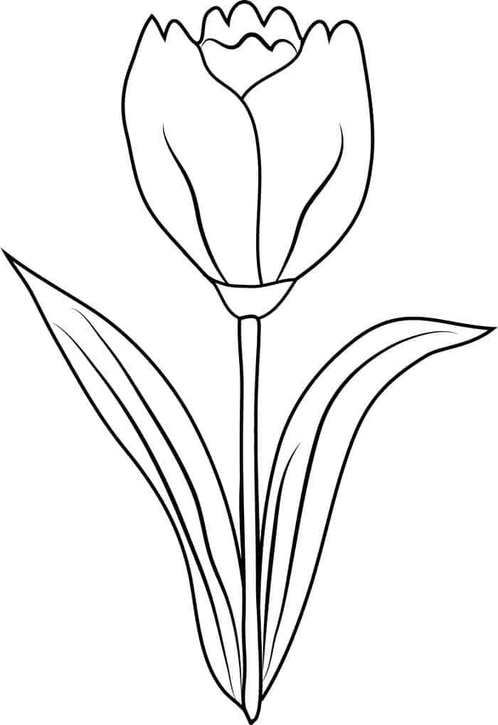 Tulip Coloring Pages Printable
