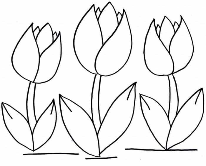 Tulip Flower Coloring Pages