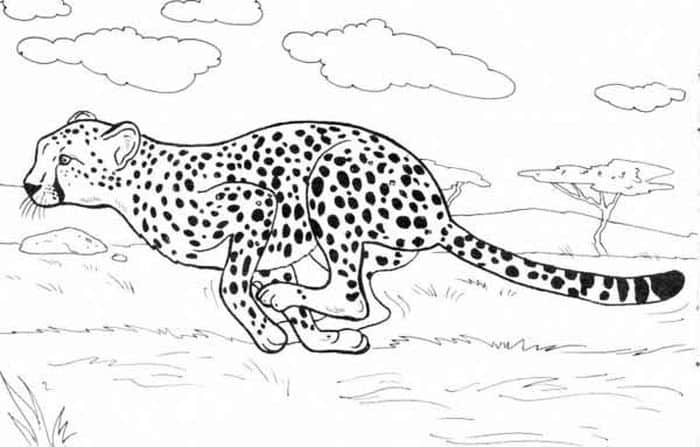Wildkratts Coloring Pages Cheetah