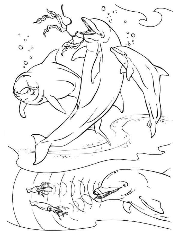 Winter The Dolphin Coloring Pages