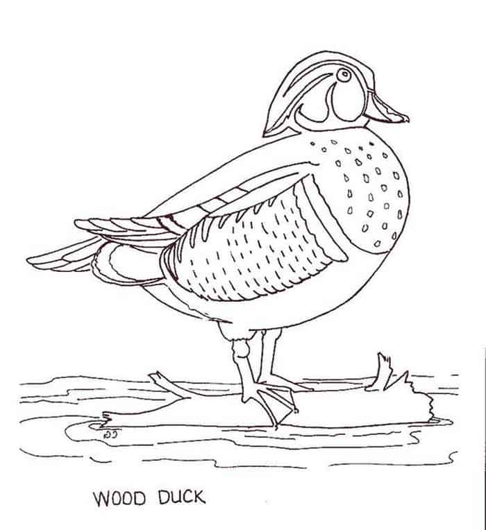 Wood Duck Coloring Pages