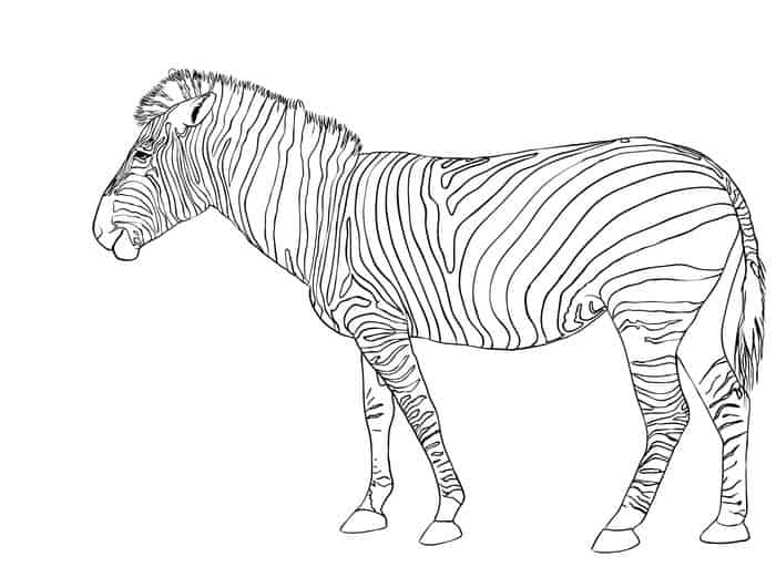 Zebra A Coloring Pages