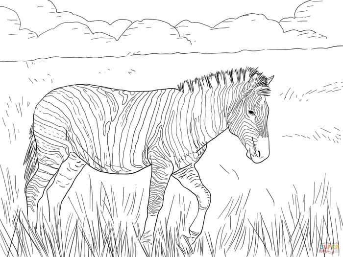 Zebra Coloring Pages For Adults
