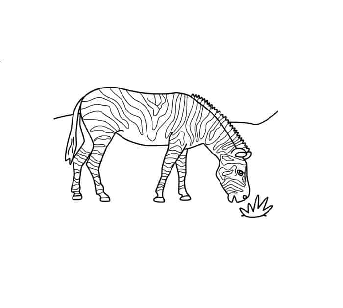 Zebra Coloring Pages Free Printable