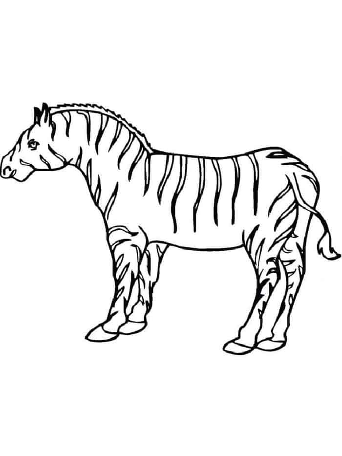 Zebra Coloring Pages To Print