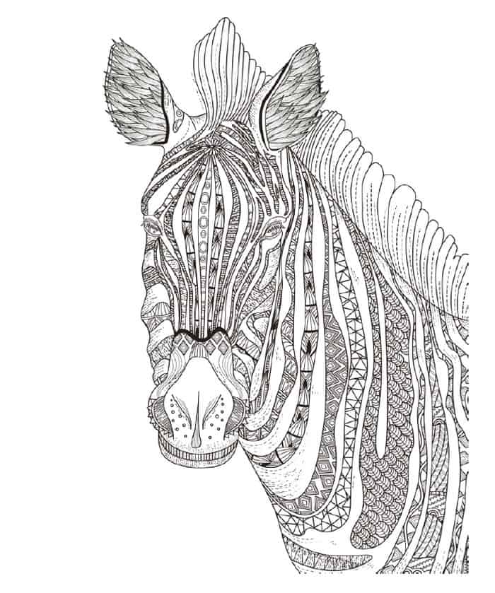 Zebra Head Adult Coloring Pages