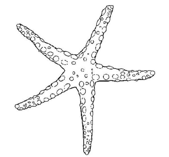 Actual Starfish Coloring Pages