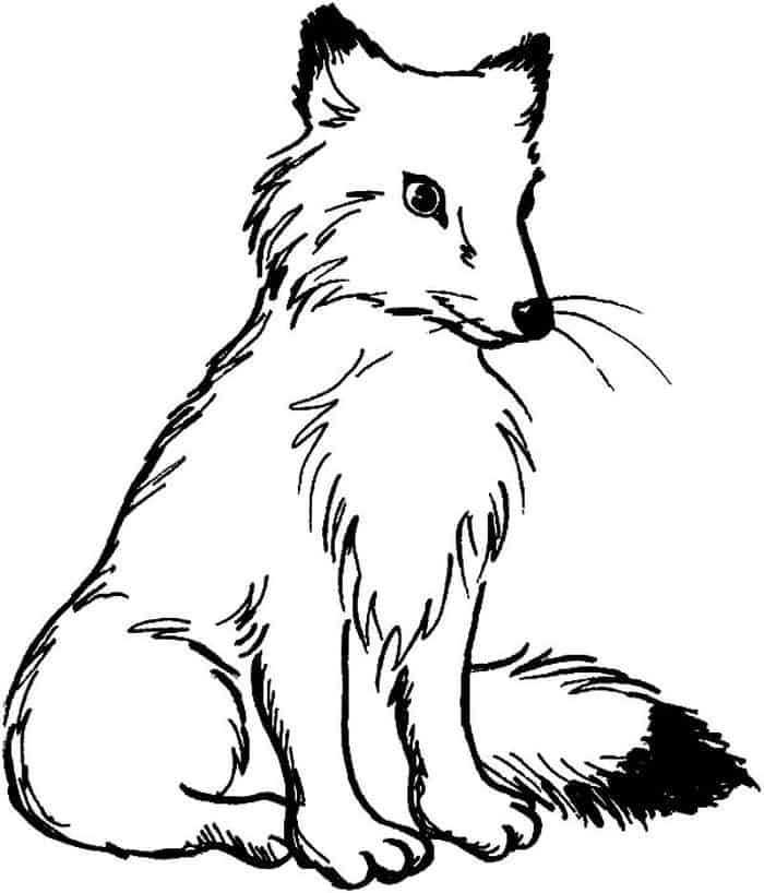 Adult Coloring Pages Fox