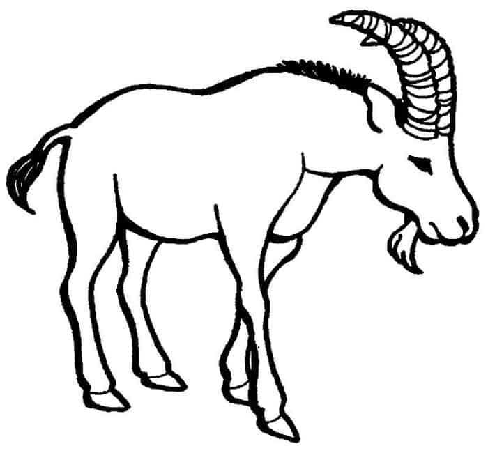 Adult Coloring Pages Goat Head