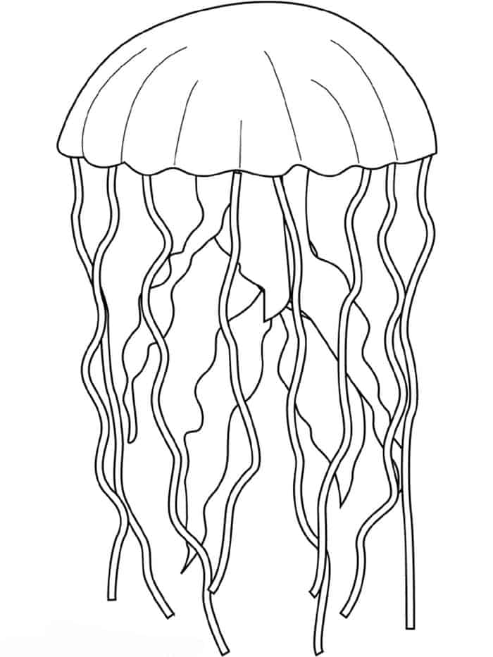 Adult Coloring Pages Printable Jellyfish