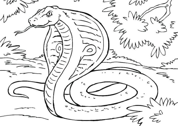 Adult Coloring Pages Snake