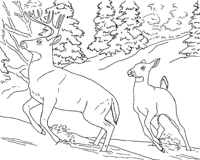 Adult Deer Coloring Pages