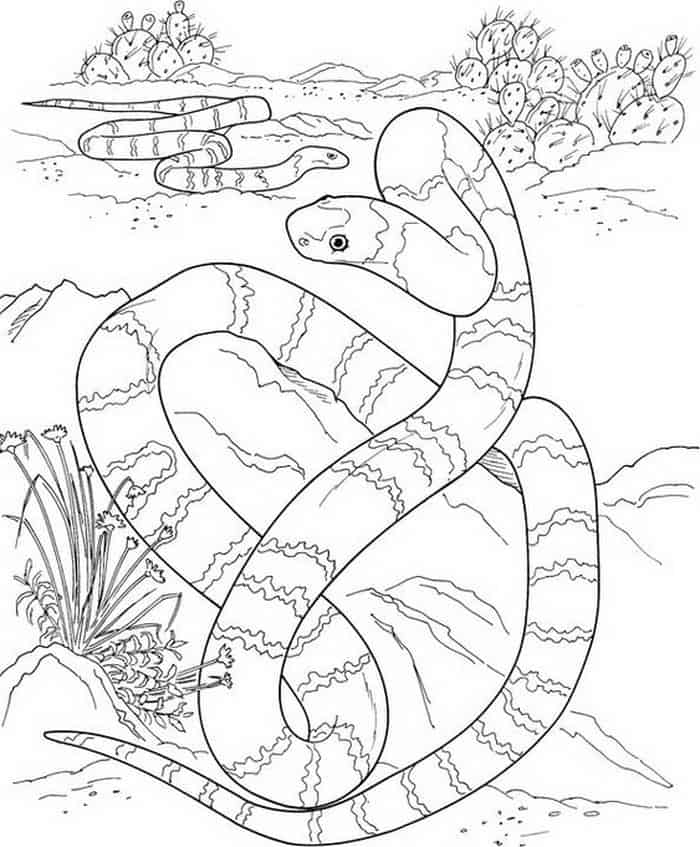 Amozon River Coloring Pages Snake