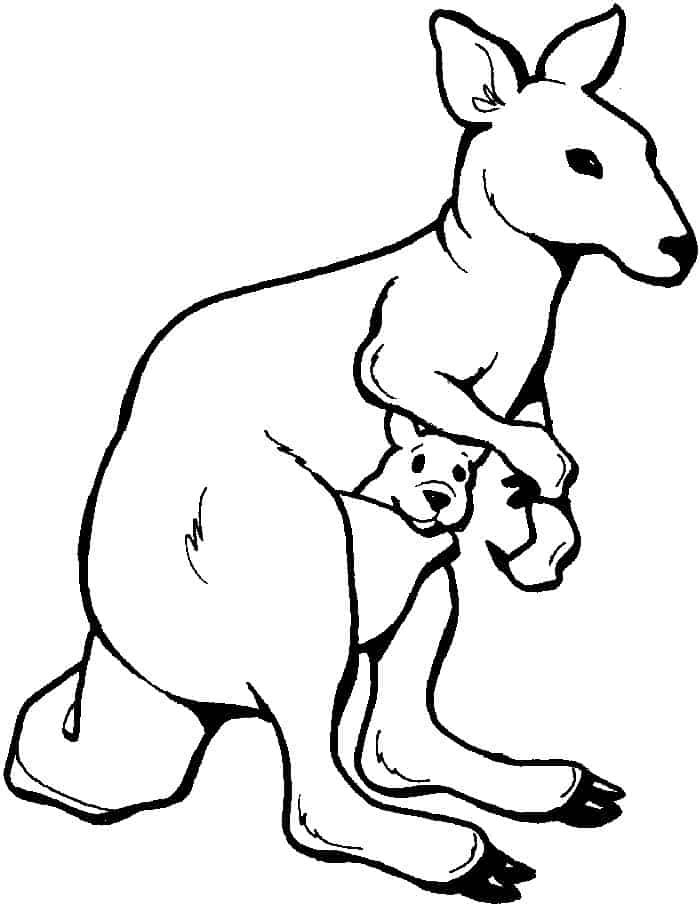 Baby Kangaroo In Pouch Coloring Page
