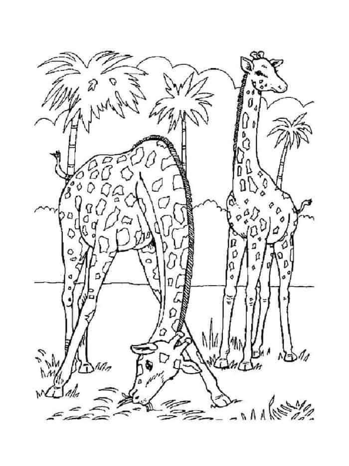 Big Giraffe Coloring Pages