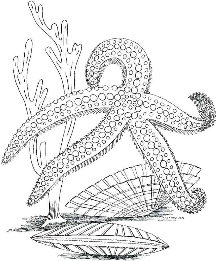 Black And White Starfish Clipart Coloring Pages