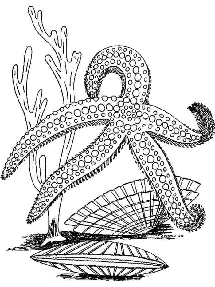 Cheeby Starfish Coloring Pages