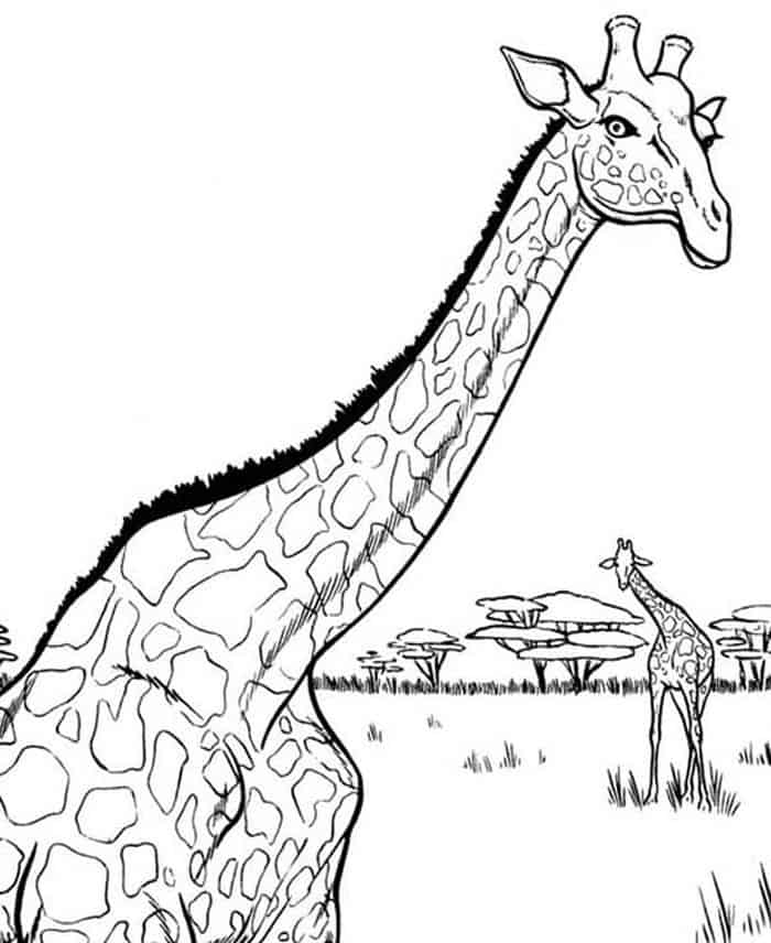 Coloring Pages For Adults Giraffe