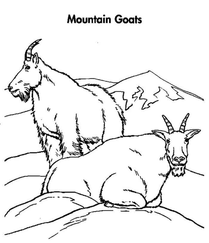 Coloring Pages Mountain Goat