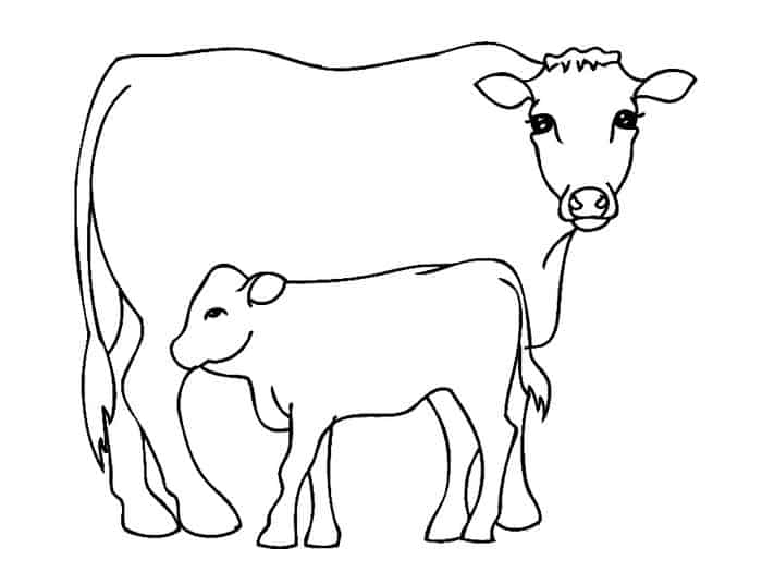 Coloring Pages Of A Cow