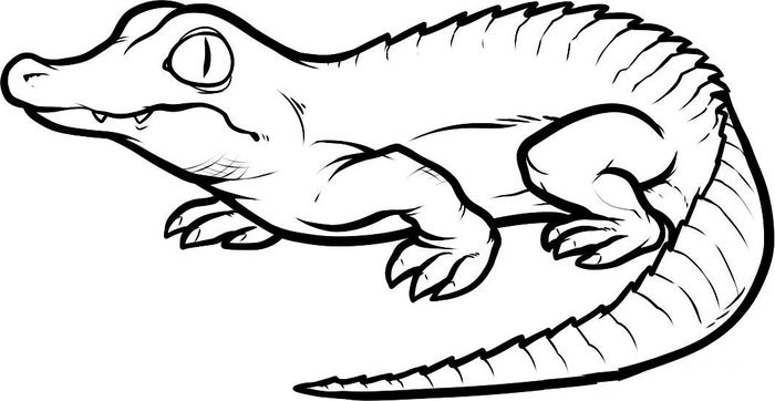 Coloring Pages Of An Alligator