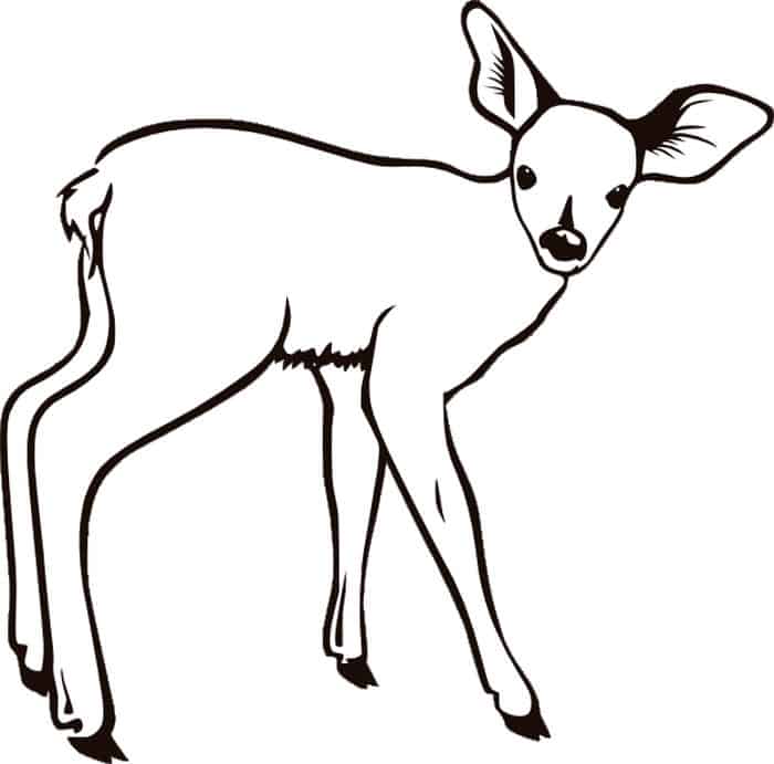 Coloring Pages Of Deer
