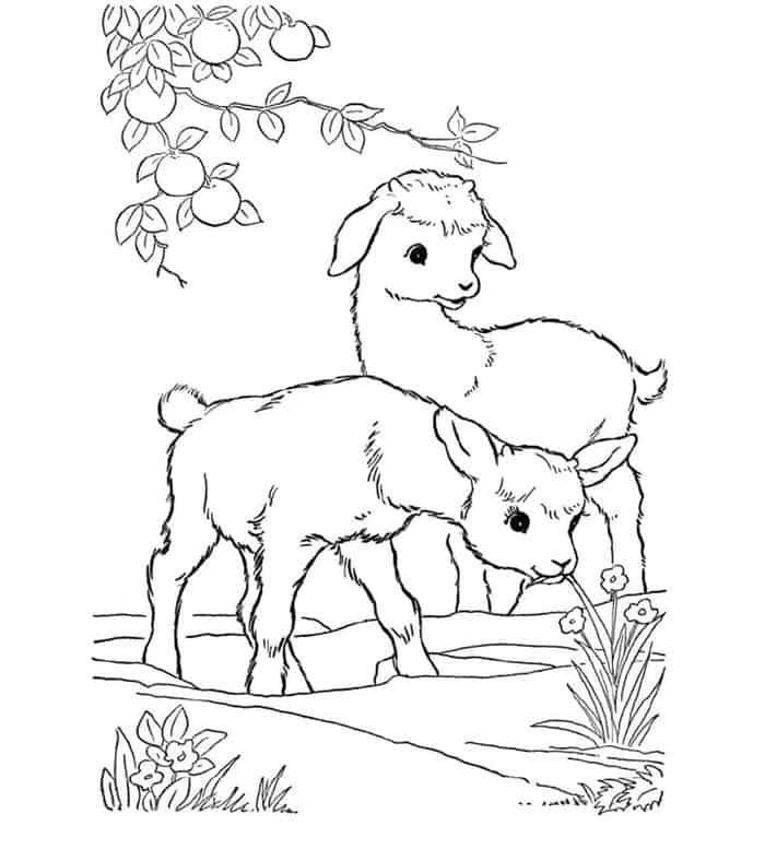 Cute Baby Goat Coloring Pages