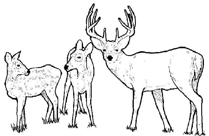 Deer Family Coloring Pages