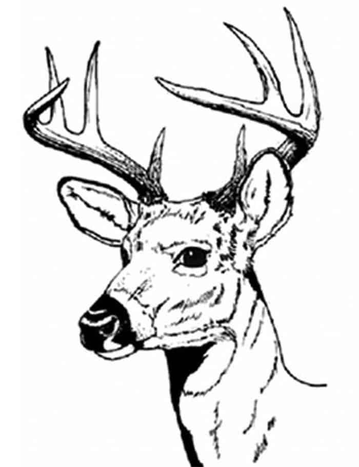 Deer Head Coloring Pages For Adults