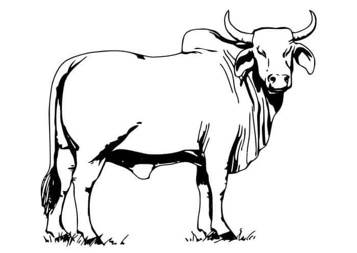 Detailed Cow Coloring Pages