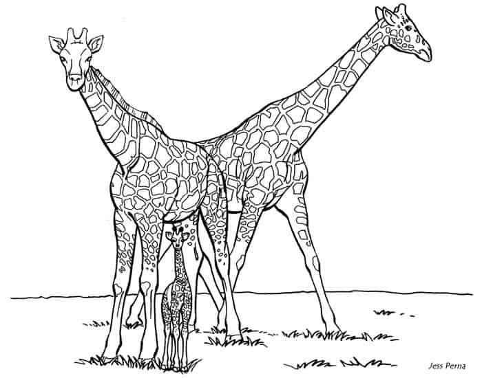 Free Coloring Pages Giraffe