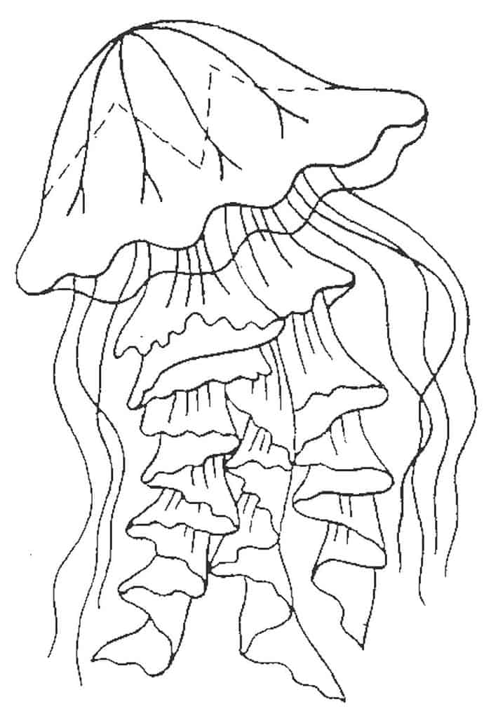 Free Printable Jellyfish Coloring Pages