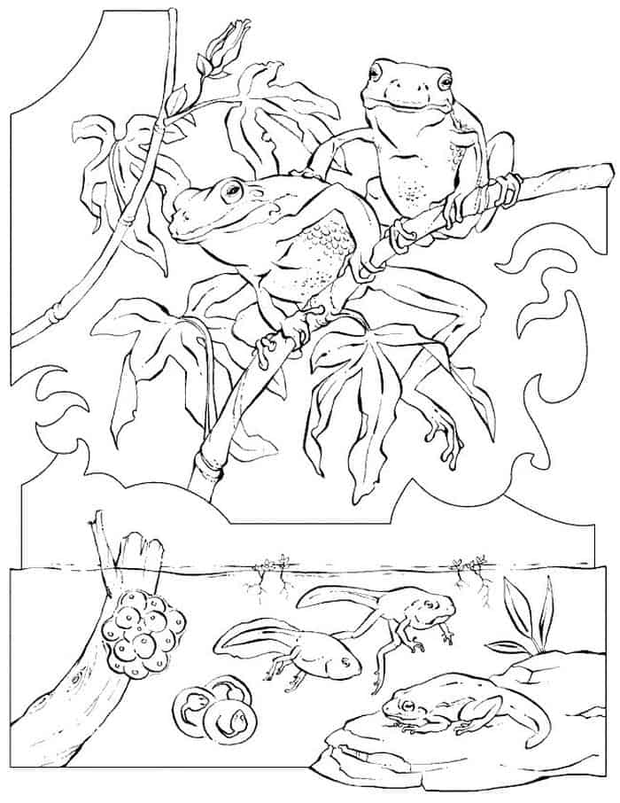Frog And Tadpole Coloring Pages