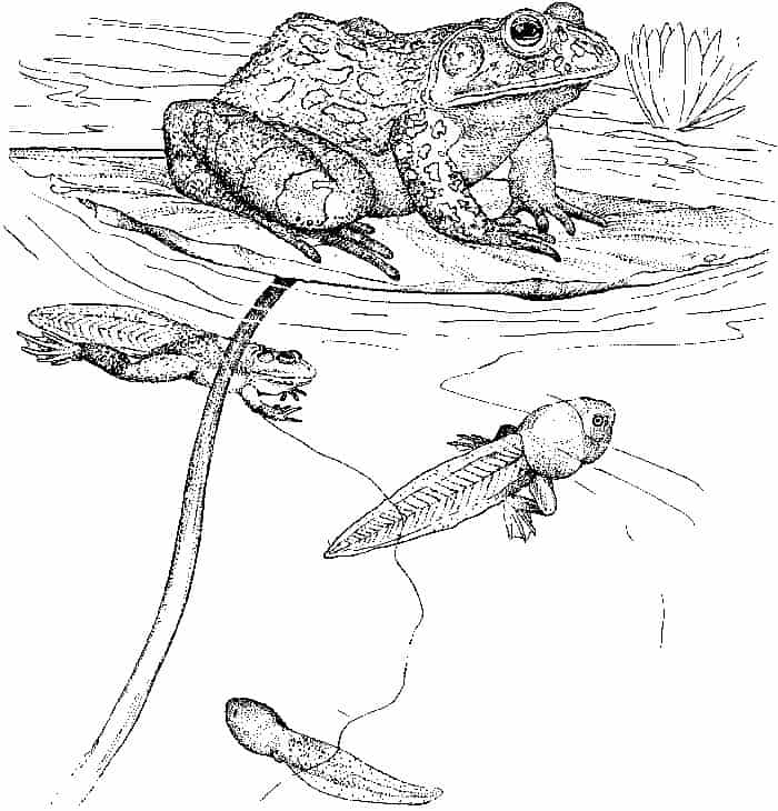 Frog Life Cycle Coloring Pages