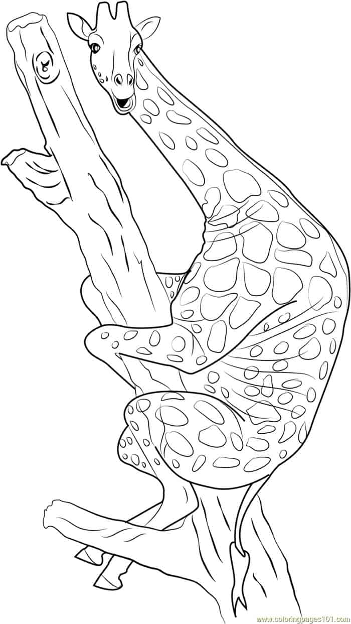 Funny Giraffe Coloring Pages
