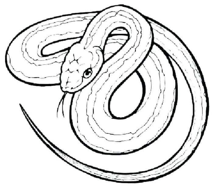 Garter Snake Coloring Pages