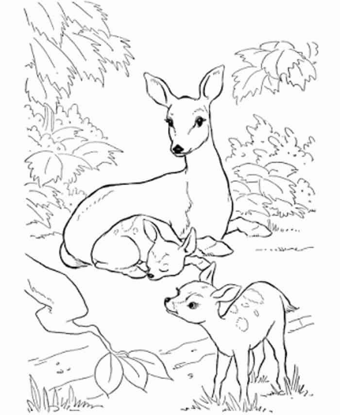 Hard Coloring Pages Deer