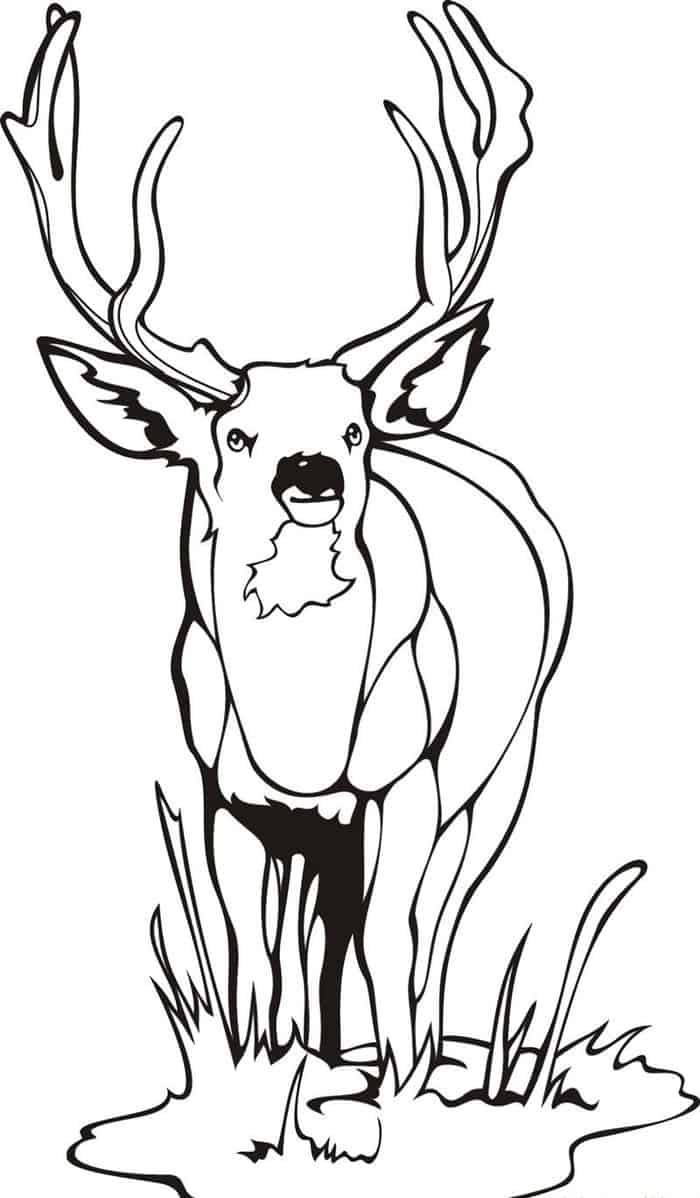 Hard Deer Coloring Pages