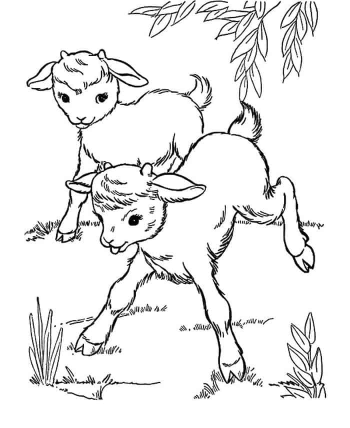 Images Of A Swiss Goat Hearder Coloring Pages